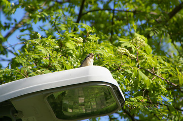 Image showing Woodpecker