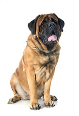 Image showing mastiff