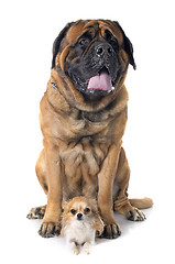 Image showing mastiff and chihuahua