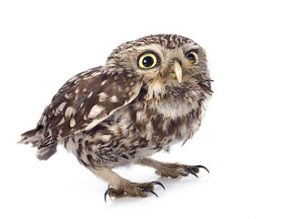 Image showing Little owl