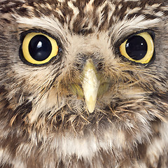 Image showing Little owl