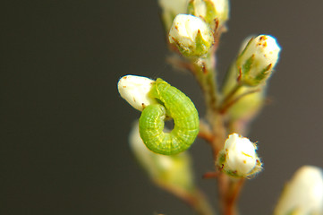 Image showing Maggot