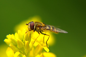 Image showing Hoverfly