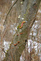 Image showing Polypore