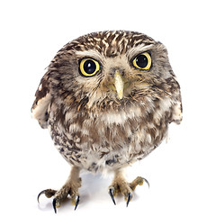 Image showing Little owl