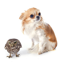 Image showing Little owl and chihuahua