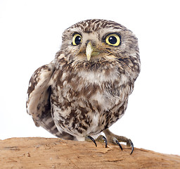 Image showing Little owl