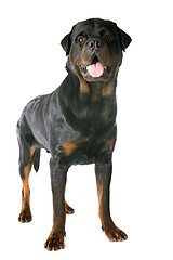 Image showing rottweiler