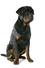 Image showing rottweiler