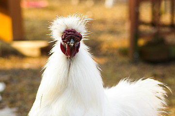 Image showing Chicken