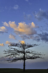 Image showing Golf Sunrise Tree 