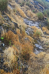 Image showing Dry Grass on Mountain