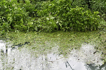 Image showing Dirty Swimming Pool