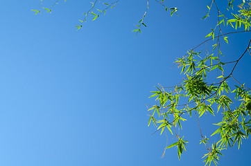 Image showing Bamboo Leaves