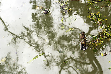 Image showing Dirty Swimming Pool