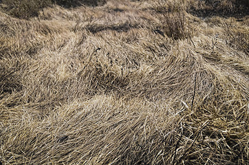 Image showing Dry Grass