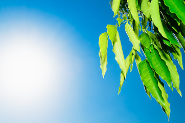 Image showing Green Leavesand Sun