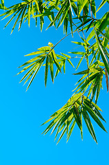 Image showing Green Bamboo Leaves