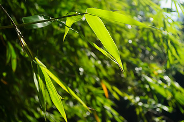 Image showing Green Bamboo Leaves