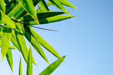 Image showing Green Bamboo Leaves