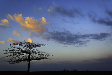 Image showing Fiery Tree Sunrise