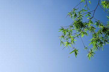 Image showing Bamboo Leaves