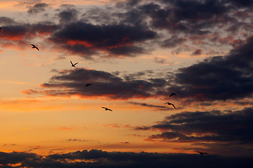 Image showing Gulls