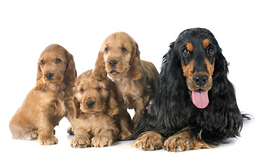 Image showing familiy english cocker