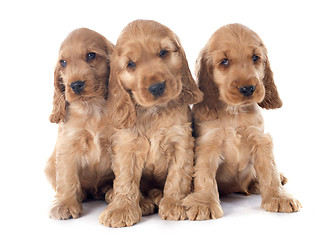 Image showing puppies english cocker