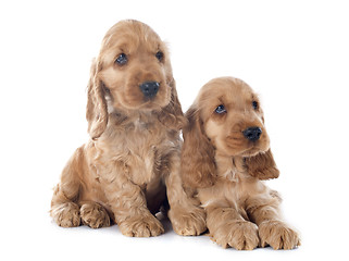 Image showing puppies english cocker