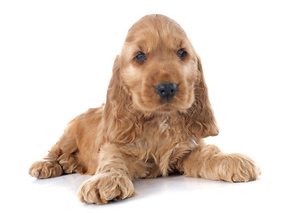 Image showing puppy english cocker