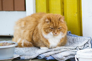 Image showing Domestic cat