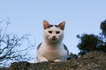 Image showing Cat