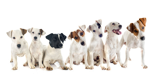 Image showing group of jack russel terrier