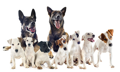 Image showing group of jack russel terrier and malinois