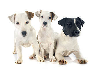 Image showing three jack russel terrier