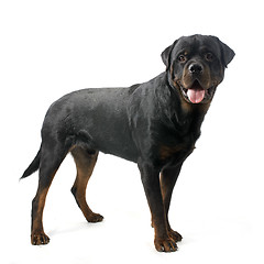 Image showing rottweiler