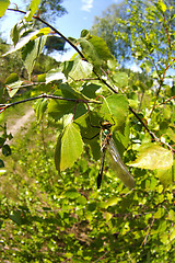 Image showing Odonata