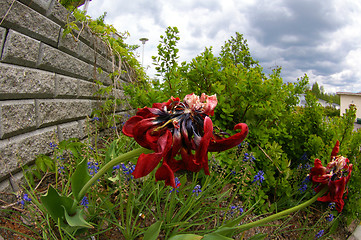 Image showing Tulips