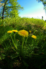 Image showing Dandelion