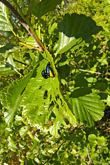 Image showing St. John's Wort beetle