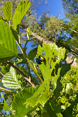 Image showing St. John's Wort beetle