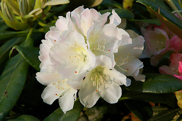 Image showing Flowers