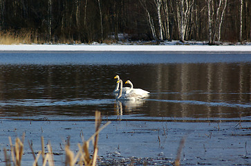 Image showing Swans