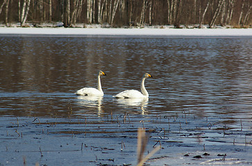 Image showing Swans