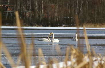 Image showing Swans