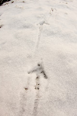 Image showing Pheasant footprints