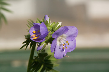 Image showing Blossoms