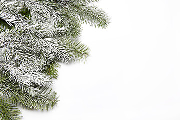 Image showing Snowy fir branch