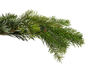 Image showing Snowy fir branch